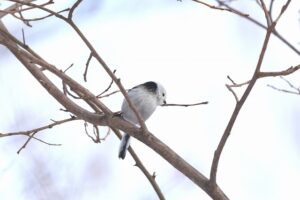 シマエナガ2026年2月23日1