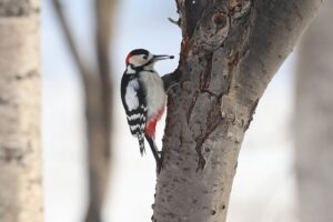 アカゲラ雄2026年2月17日