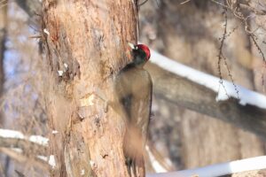 クマゲラ雄2026年2月10日