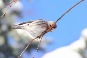 ベニヒワ雄2026年2月10日