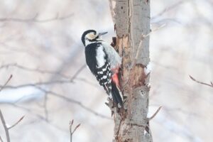 アカゲラ雌2026年2月3日