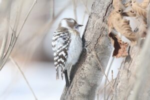 コゲラ2026年3月10日