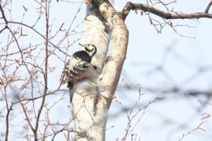 オオアカゲラ雌2026年3月10日