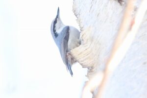 ゴジュウカラ2026年3月24日亜種シロハラゴジュウカラ