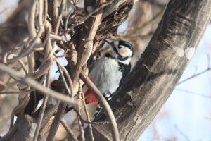 アカゲラ雌2026年3月17日