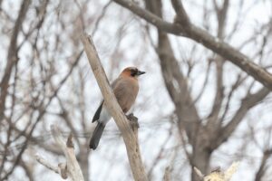 ミヤマカケス2026年3月10日