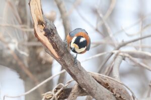 ヤマガラ2026年3月24日