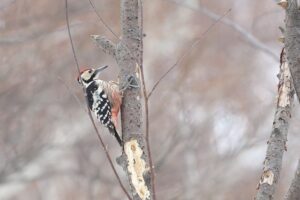 オオアカゲラ雄2026年3月3日