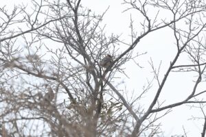 ヒレンジャク2026年3月3日