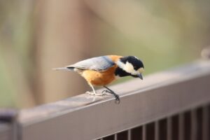 ヤマガラ2026年3月31日