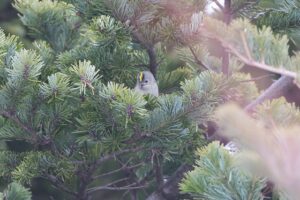 キクイタダキ2026年3月17日2