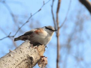 ゴジュウカラ2026年3月31日シロハラゴジュウカラ