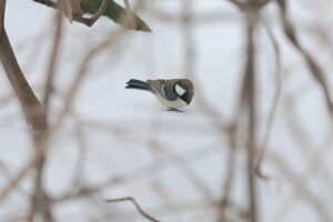 シジュウカラ2026年3月24日
