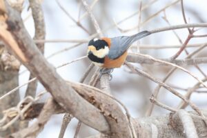 ヤマガラ2026年3月17日