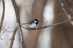 シジュウカラ雌2026年3月17日