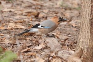 カケス2026年3月31日ミヤマカケス学びの森