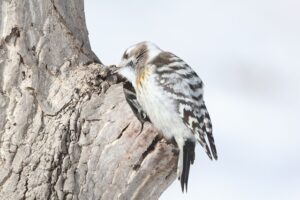 コゲラ2026年3月17日