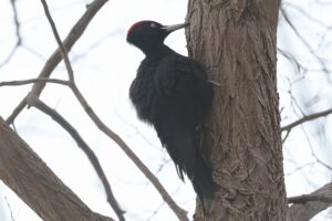 クマゲラ雄2026年3月3日