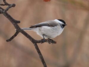 ハシブトガラ2026年3月31日