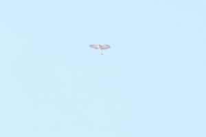 ハイタカ2026年3月10日