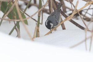 ヒガラ2026年3月17日
