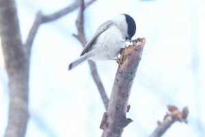 ハシブトガラ2026年3月17日