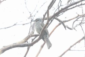 ヒヨドリ2026年3月31日