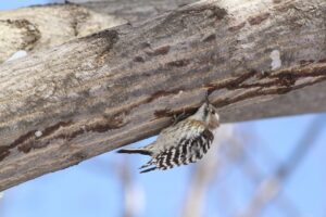 コゲラ2026年3月24日