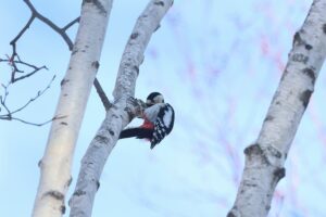 アカゲラ雌2026年3月10日