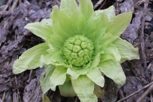 アキタブキ2026年3月24日長沼町にて撮影