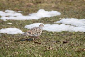 キジバト2026年3月31日