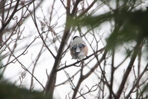 ウソ2026年3月3日