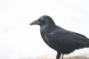 ハシボソガラス2026年3月31日