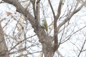 ヤマゲラ雌2026年3月3日