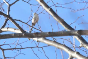 シマエナガ2026年3月17日