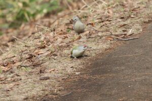 ヤマゲラ2026年3月31日ペア地面で採餌