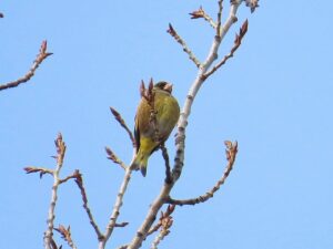 カワラヒワ雄2026年3月31日