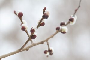 バッコヤナギ2026年3月3日