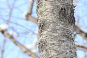 キバシリ2026年3月10日