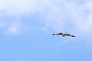 トビ2026年3月17日