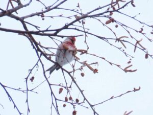 ベニヒワ2026年3月31日雄