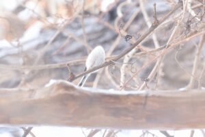 シマエナガ2026年3月10日