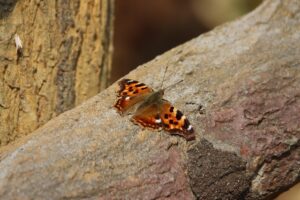 エルタテハ2026年3月31日