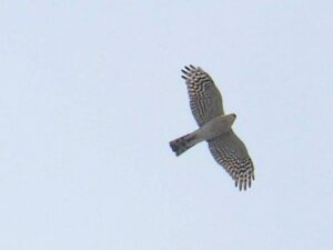 ハイタカ雌2026年3月31日