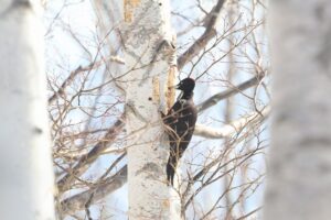 クマゲラ雌2026年3月17日