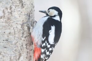 アカゲラ雌2026年3月24日