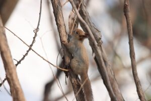 エゾリス2026年3月31日