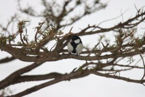 シジュウカラ2026年3月3日