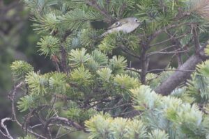 キクイタダキ2026年3月17日1