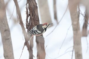 オオアカゲラ雄2026年3月17日